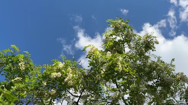 Close up of black locust (Robinia pseudoacacia) tree branches with white flowers blooming and green leaves swaying against a blue sky. Beautiful false acacia blossom foliage footage for nature videos.