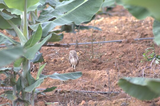 Pequena coruja-buraqueira (Athene cunicularia) em p&eacute; no solo de terra avermelhada de uma planta&ccedil;&atilde;o de bananeiras com sistema de irriga&ccedil;&atilde;o por gotejamento ao fundo.