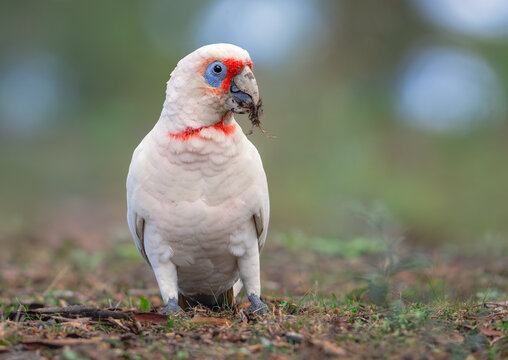 Front-on view of a wild long-billed corella (Cacatua tenuirostris) feeding on the ground on grass roots and tubers isolated against a dappled woodland background, Australia