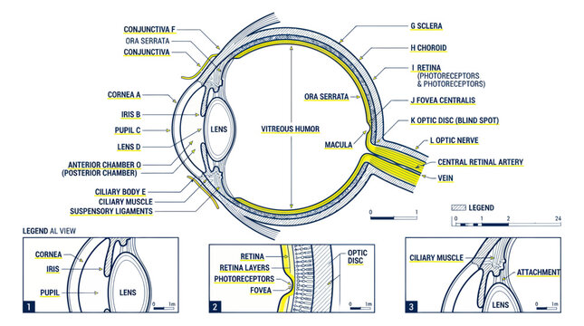 Human Eye Anatomy Diagram - Detailed Cross-Section with Labels