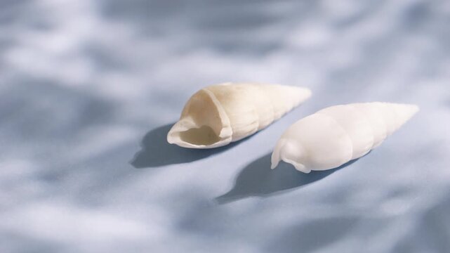 White spiral seashells with ocean wave shadows and tropical summer beach concept