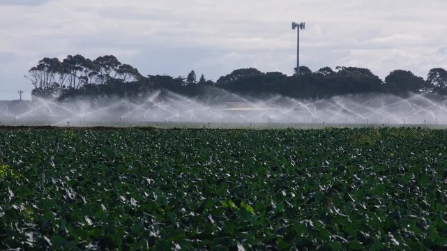 Agricultural farm field with overhead sprinklers irrigating green vegetable crops in Werribee South, Victoria, Australia. Commercial farming practices, irrigation systems, and local food production