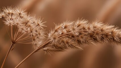Obraz premium Close-up of fluffy dried pampas grass against brown background.