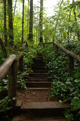 Fototapeta premium path in the forest