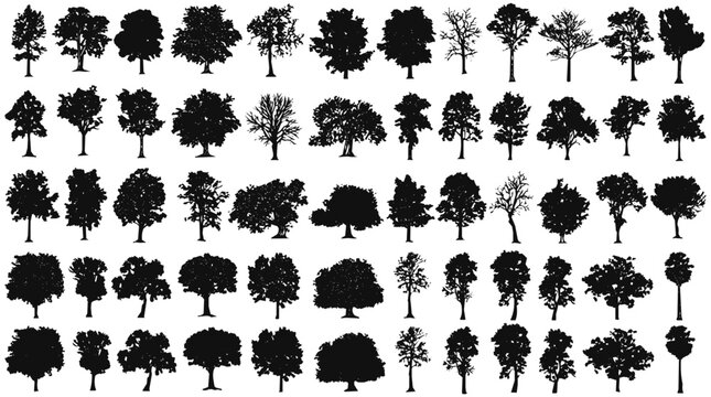 A versatile vector collection featuring diverse trees and intricate tree silhouettes, providing essential nature elements for compelling forest