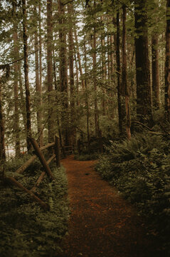 path in the woods