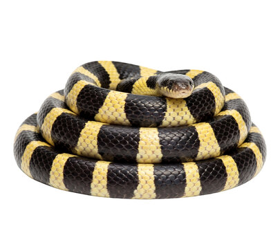 Banded Krait Snake coiled on white background
