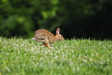 Baby cottontail bunny running through grassy field.  © Mark