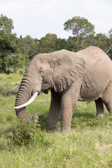 Obraz premium Bull Elephant in Lush Africa