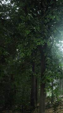 Rain falls steadily in a forest, causing trees to move gently. Leaves glisten with moisture while the ground appears wet and soft. The atmosphere feels fresh and alive.