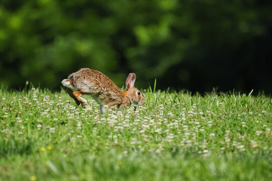Bunny cottontail rabbit running in a grassy field. 