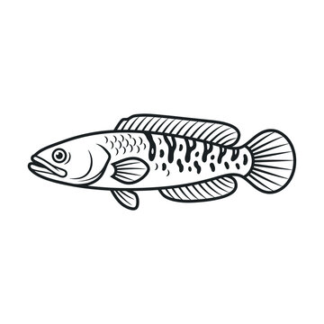 Channa snakehead fish line art illustration