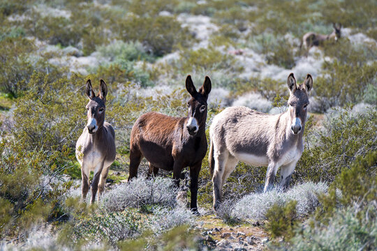 three burros standing in a field of scrub