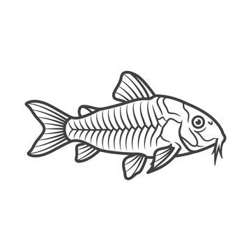 Detailed vector line drawing of a cory catfish.