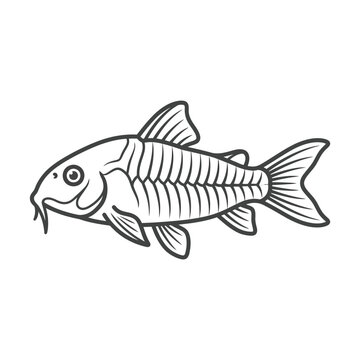 Simple black and white corydora fish line art.