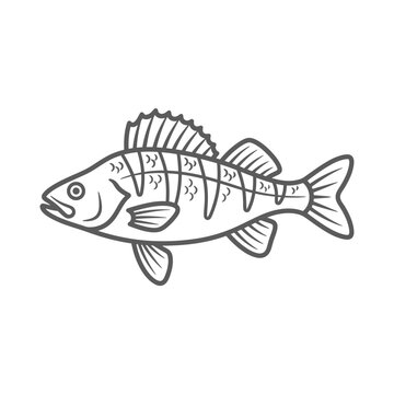 Yellow perch fish line art illustration for fishing designs.