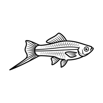 Swordtail tropical fish line art illustration on white background.