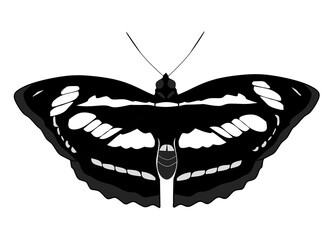 Black butterfly vector illustration © Riki