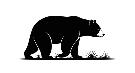 Fototapeta premium Black bear walking in profile view.