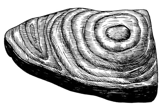 Black and white salmon png fish fillet