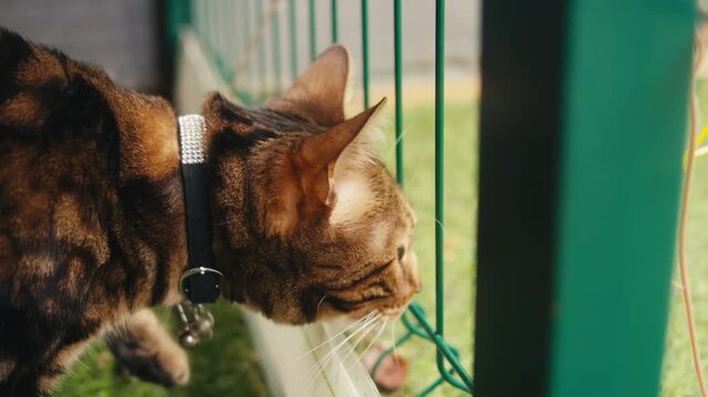 Cat shelter, home for pets, Adoption center, rescue for the animals, woman is distributing food to a group of cats in a shelter