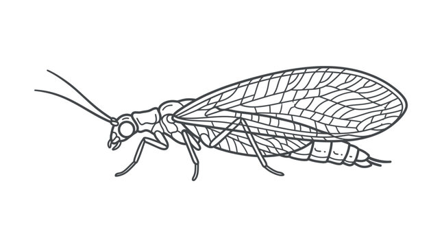 Side view lacewing insect line art