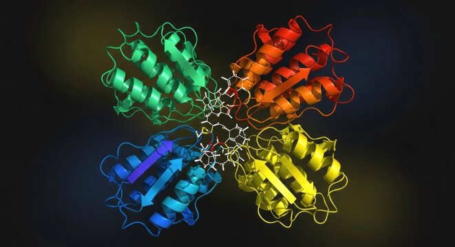 A molecular structure of a protein with four identical subunits arranged in a ring, colored in rainbow colors.