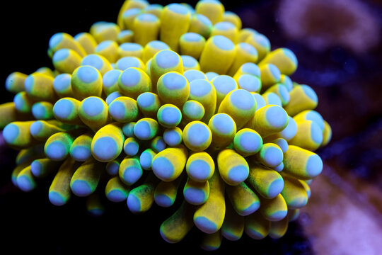 Underwater Macro Close-Up Colorful Gold Torch Coral Macro in Saltwater Tank