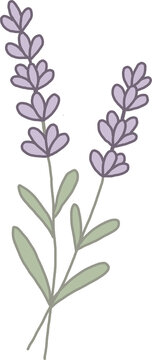 Purple lavender flowers stem illustration elegant floral design