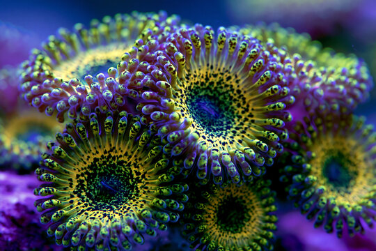 green and yellow zoanthid coral colony