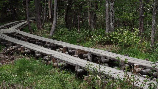 春の観光名所上高地の岳沢湿原にいる可愛い日本猿の姿
