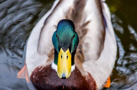 A male mallard duck peers up from a lake near Seattle Washington
