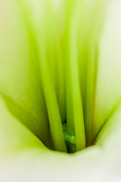 Detail of green lily stamen in a spring garden near Seattle Washington