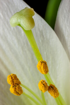 Yellow lily stamen in a spring garden near Seattle Washington