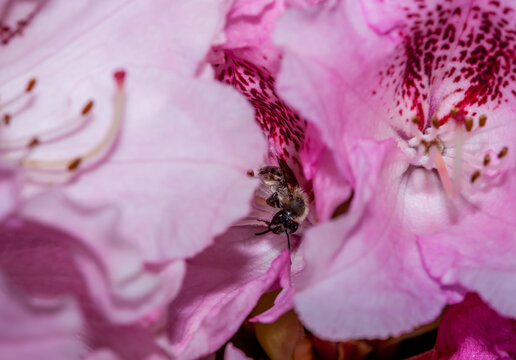 A honey bee pollinates pink and white rhododendron flowers in a spring garden near Seattle Washington