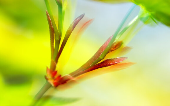 Soft detail of new Japanese Maple leaves