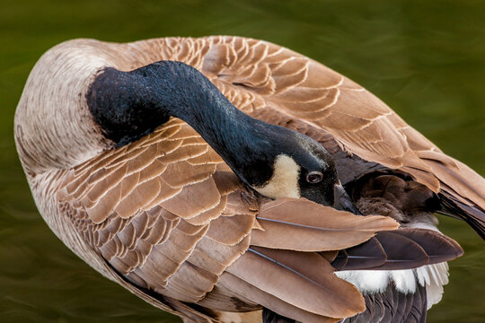  A Canada goose preens on a lake near Seattle Washington