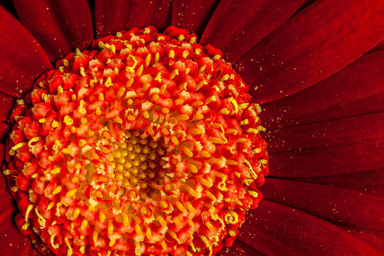 Red Gerber daisy detail in a spring garden near Seattle Washington