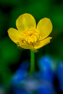 A buttercup blooms in a spring garden near Seattle Washington