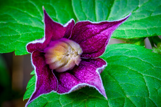 Clematis flowers bloom in a spring garden near Seattle Washington