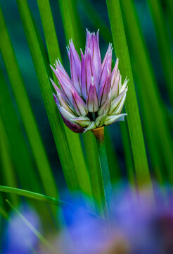 A chive flower blooms in a spring garden near Seattle Washington