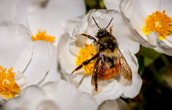 A honeybee pollinates flowers in a spring garden near Seattle Washington