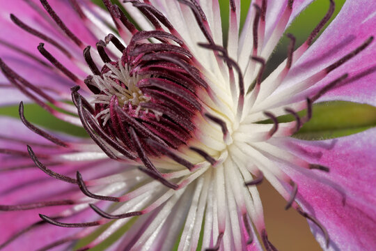 Clematis flowers bloom in a spring garden near Seattle Washington