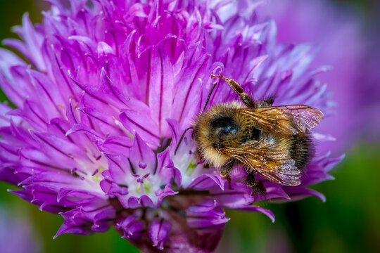 A honey bee gathers pollen from a chive flower in a spring garden near Seattle Washington