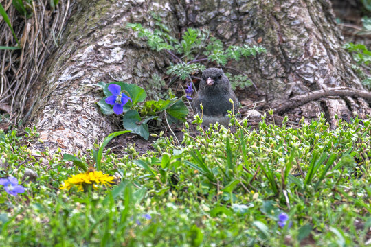 Dark-eyed junco at the base of a tree amongst colorful flowers.