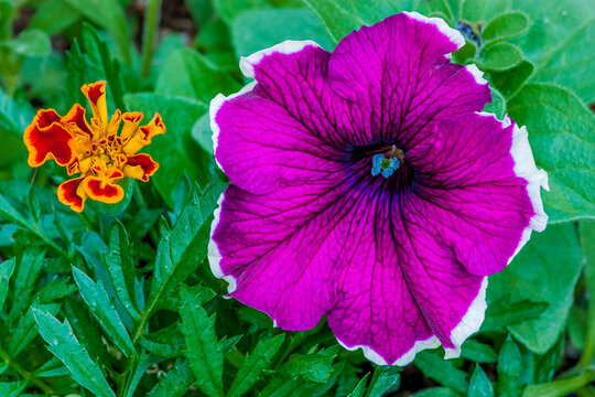 A petunia and a marigold bloom side by side in a garden near Seattle Washington