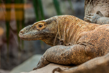 Fototapeta premium A Komodo Dragon rests in a wildlife sanctuary near Phoenix Arizona
