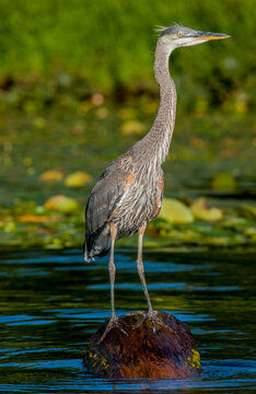 Great Blue Heron at a large lake near Seattle Washington
