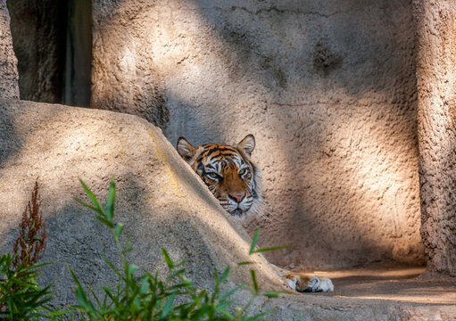 A resting tiger peers around a ledge in a zoo