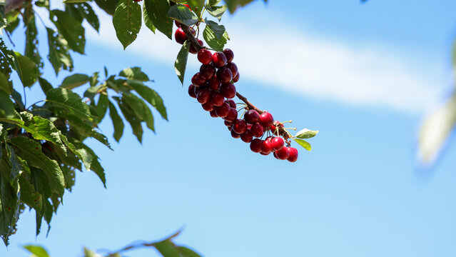 Cherry Tree